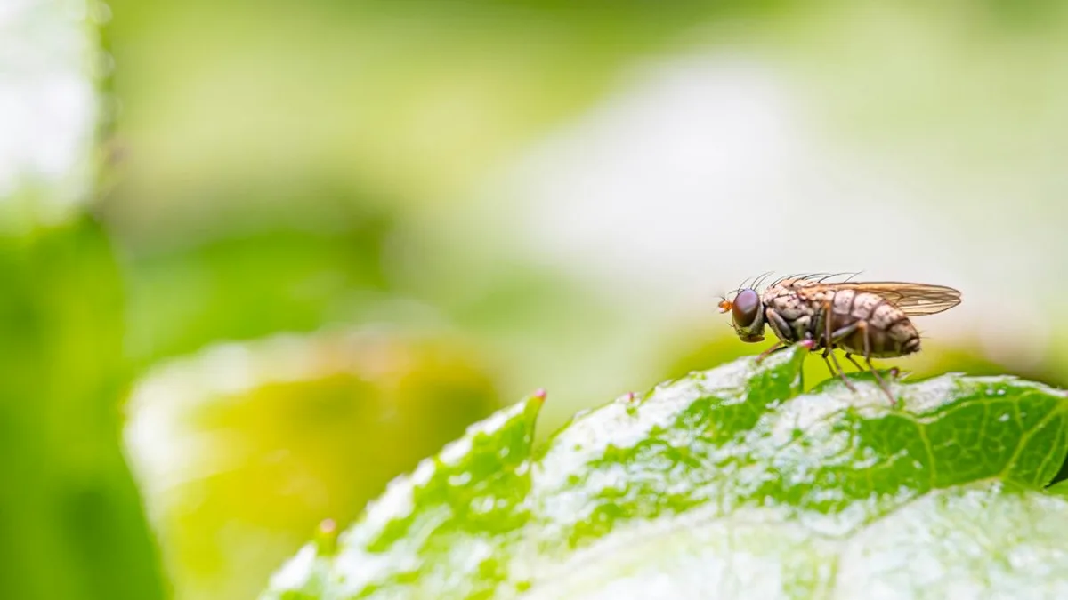 Anti mouche maison : Répulsif mouche extérieur puissant