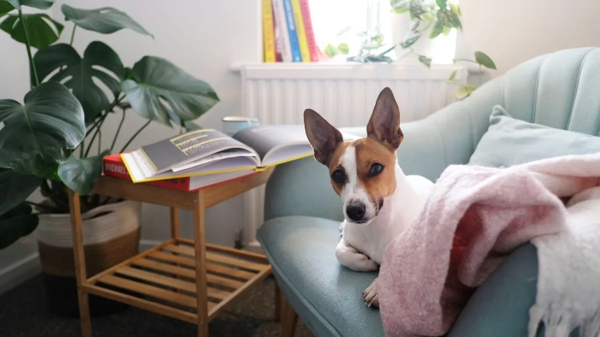 Chien assis maison : comment j'ai enfin illuminé mes combles